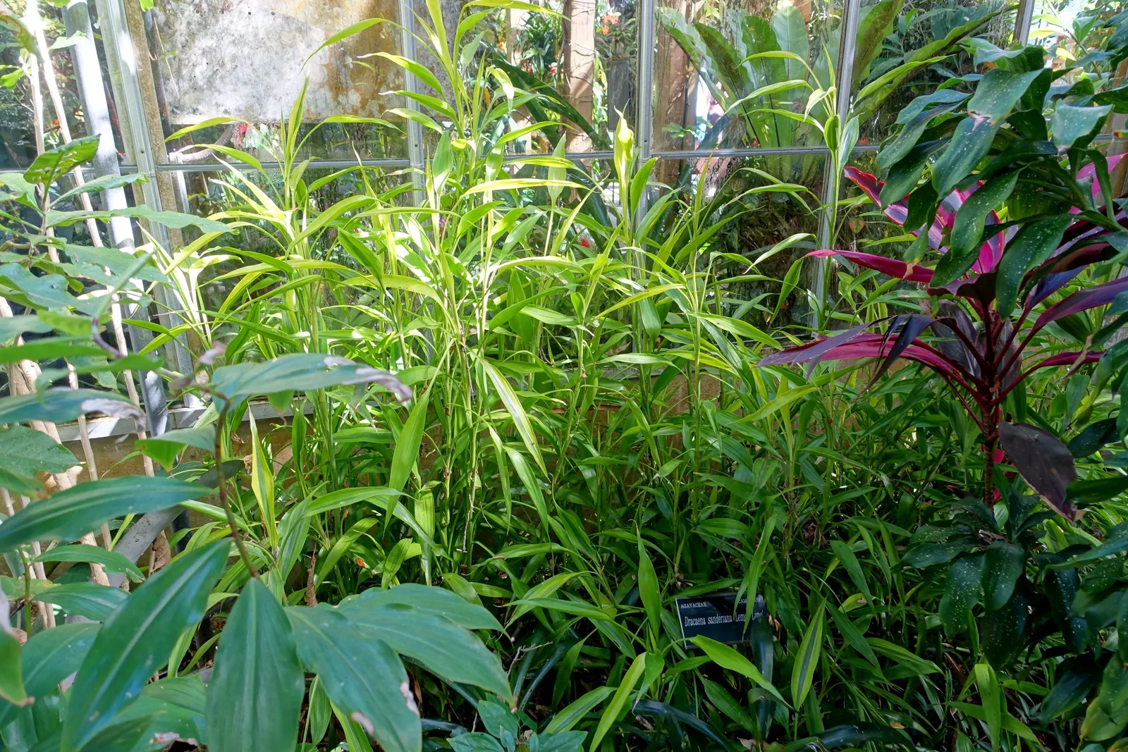 Yellow Stripe Corn Plant (Dracaena Fragrans 'Massangeana') — flanked by rich green margins; broadleaf evergreen / perennial for half or shade, image 66