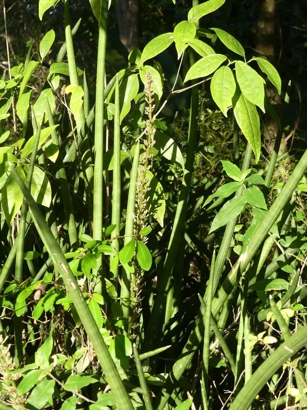 Yellow Stripe Corn Plant (Dracaena Fragrans 'Massangeana') — although it thrives with medium, image 41