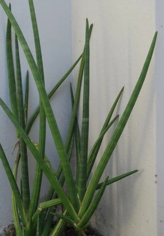 Yellow Stripe Corn Plant (Dracaena Fragrans 'Massangeana') — It also prefers temperatures between 60 to 75&deg;F; whilst it contributes to air, image 73