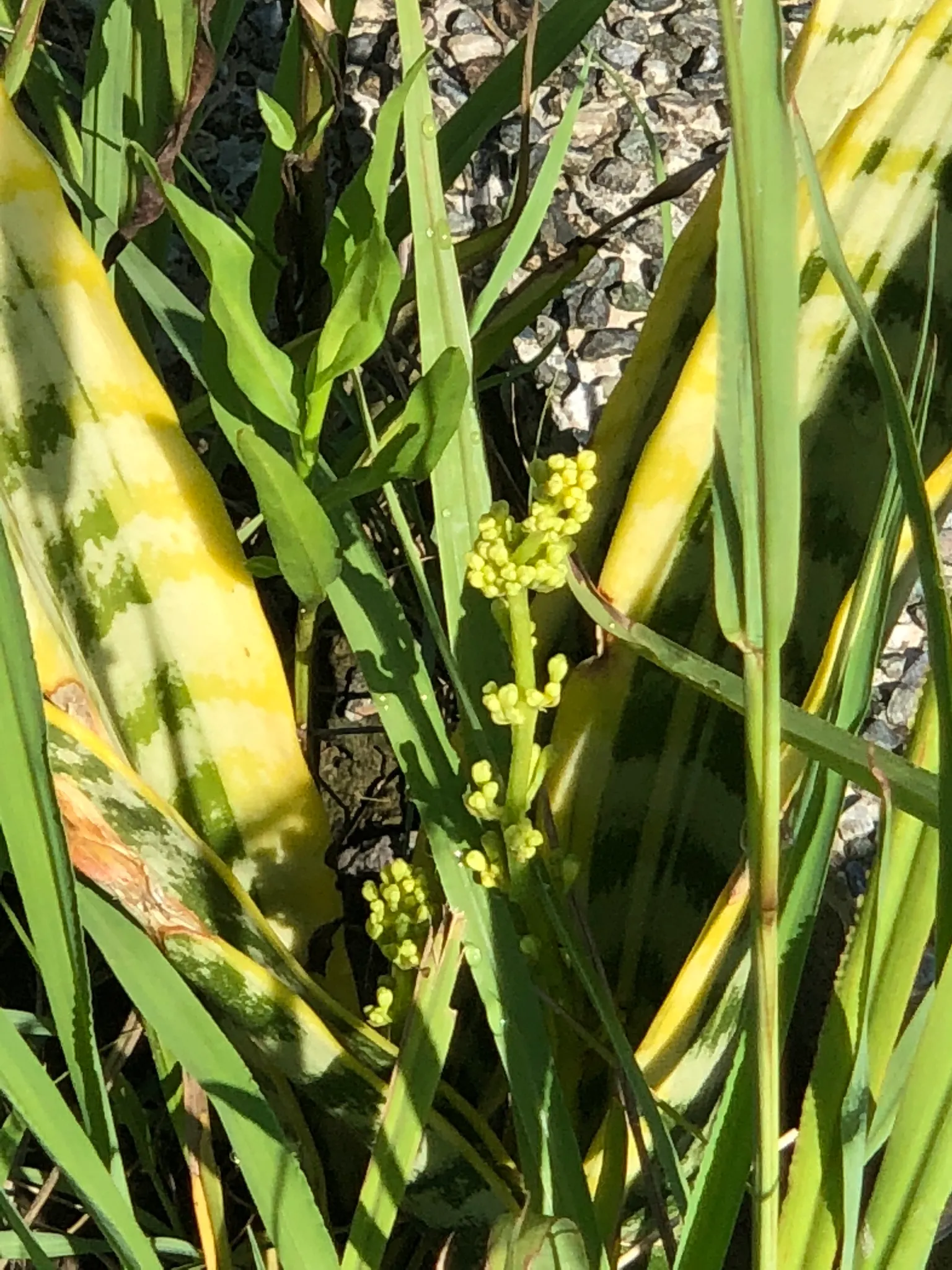 Yellow Stripe Corn Plant (Dracaena Fragrans 'Massangeana') — although it thrives with medium