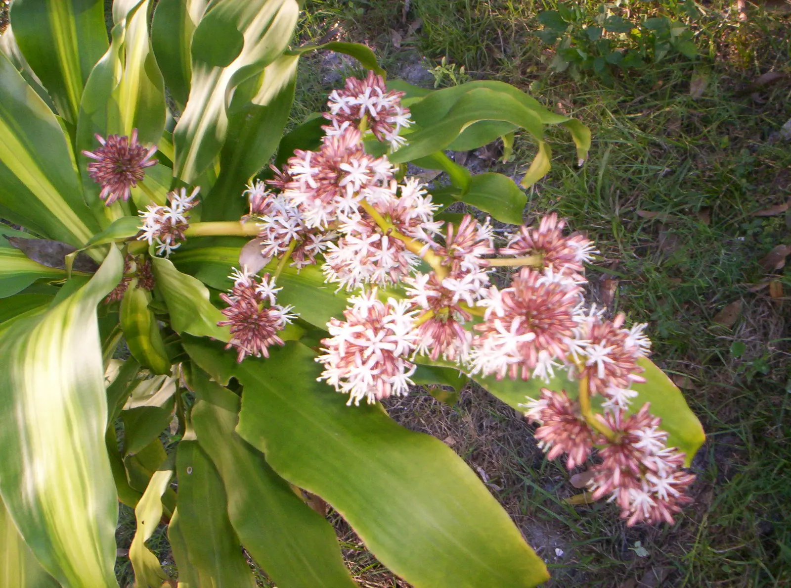 Yellow Stripe Corn Plant (Dracaena Fragrans 'Massangeana') — allowing the top inch of soil to dry out between watering; indirect light - making it, image 72