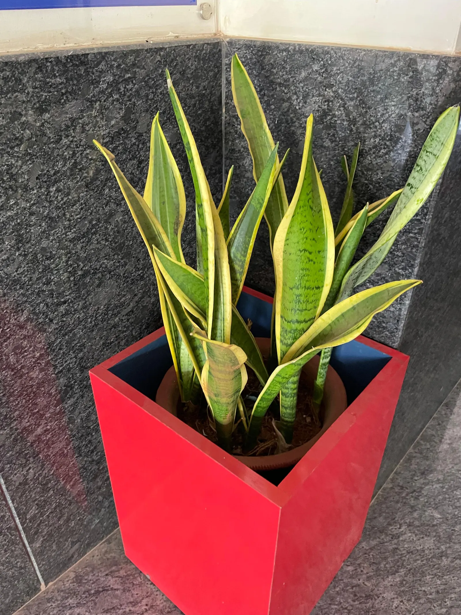 Yellow Stripe Corn Plant (Dracaena Fragrans 'Massangeana') — prized for its vibrant foliage and easy care; it also prefers temperatures between 60 to 75&deg;F