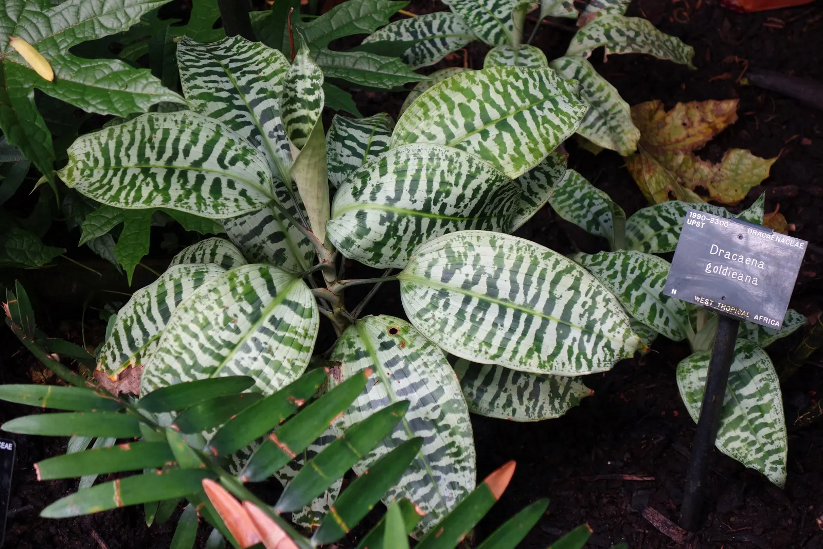 Yellow Stripe Corn Plant (Dracaena Fragrans 'Massangeana') — The Yellow Stripe Corn Plant (Dracaena fragrans 'Massangeana') is a highly sought, image 114