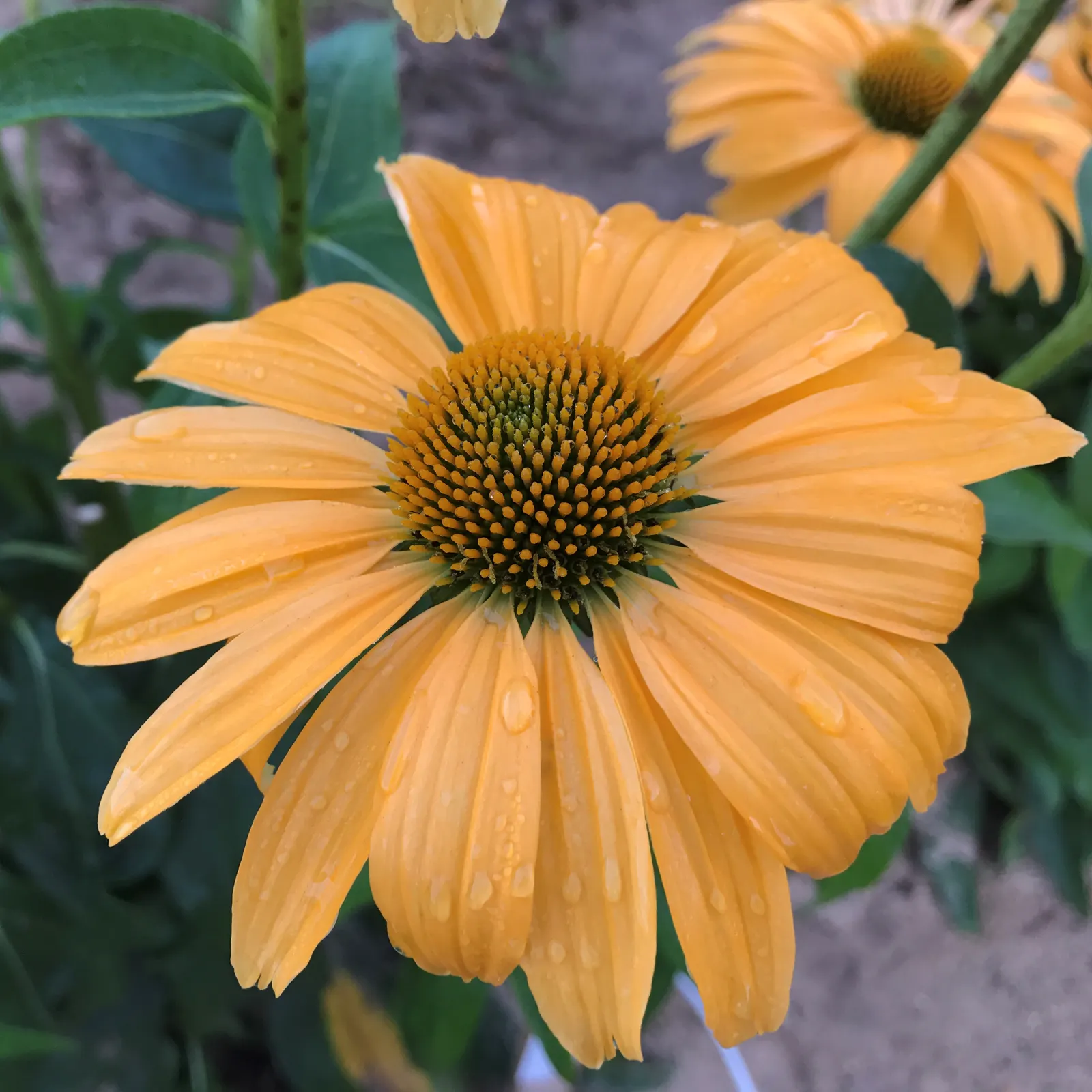'One in a Melon' Coneflower (Echinacea hybrid) — Best in full sun to part sun and well-drained average to fertile soil