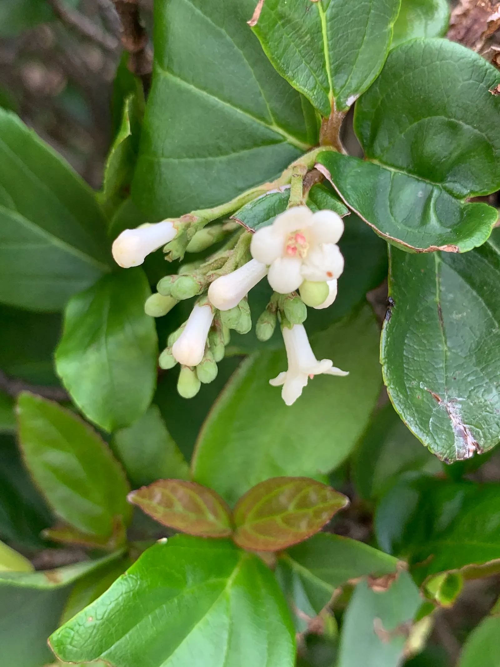 Sandankwa Viburnum (Viburnum Suspensum) — Grows 6-12 feet tall and wide, boasting waxy, dark green leaves
