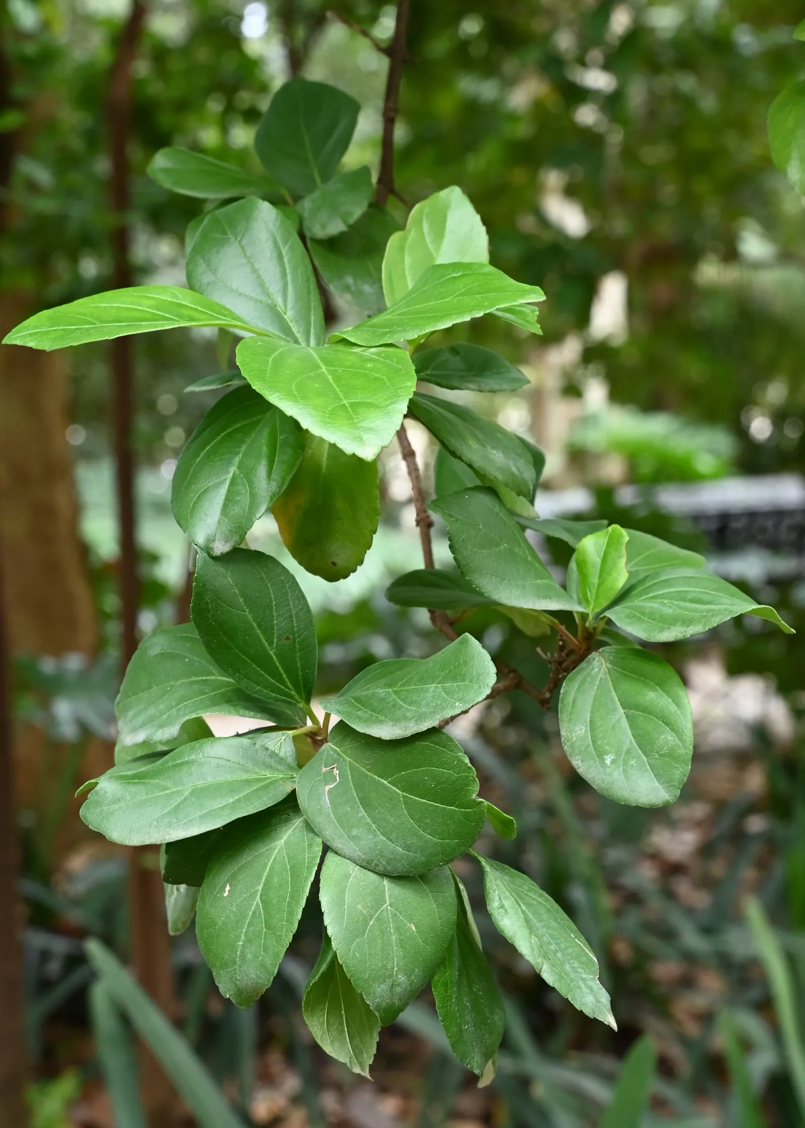 Sandankwa Viburnum (Viburnum Suspensum) — scientifically known as Viburnum suspensum
