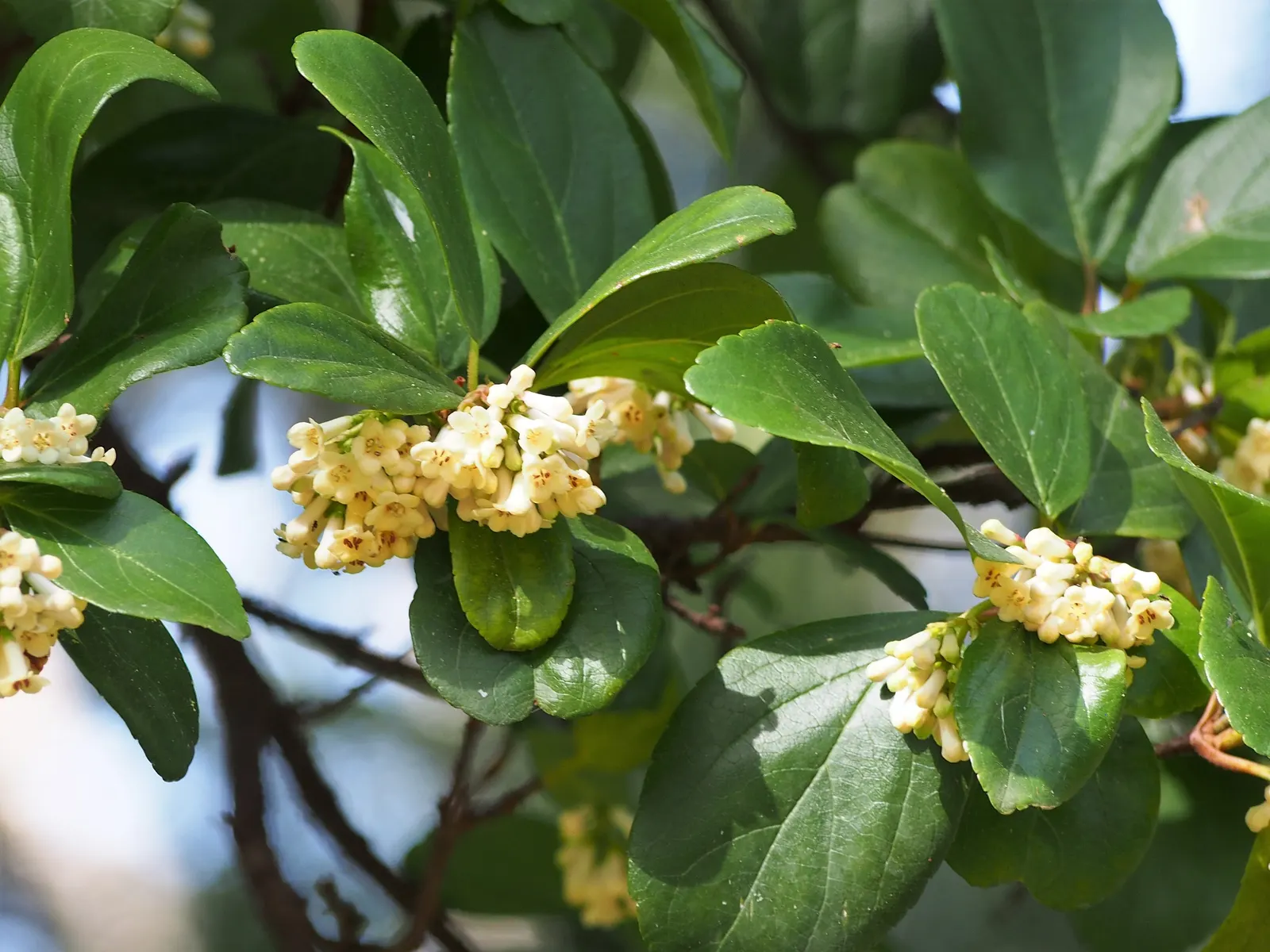 Sandankwa Viburnum (Viburnum Suspensum) — Small, fragrant flowers bloom in spring, followed by red-to-black berries