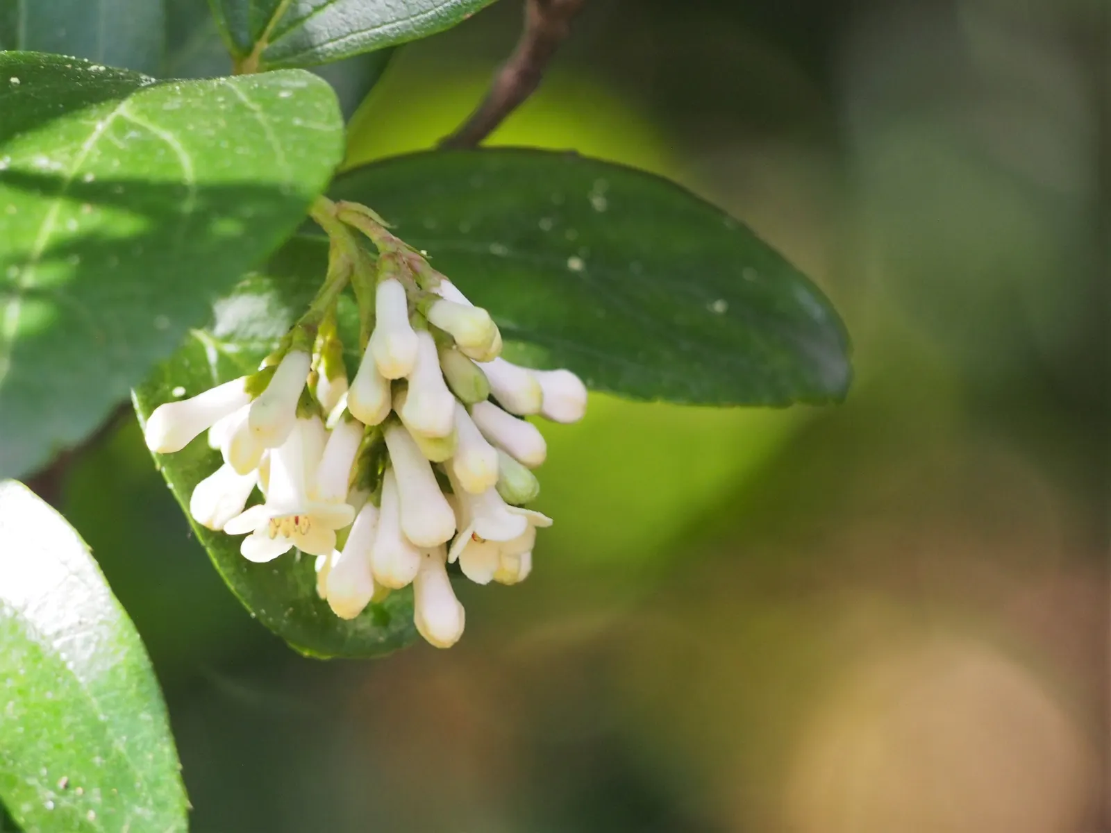 Sandankwa Viburnum (Viburnum Suspensum) — making it a popular choice for diverse landscape designs