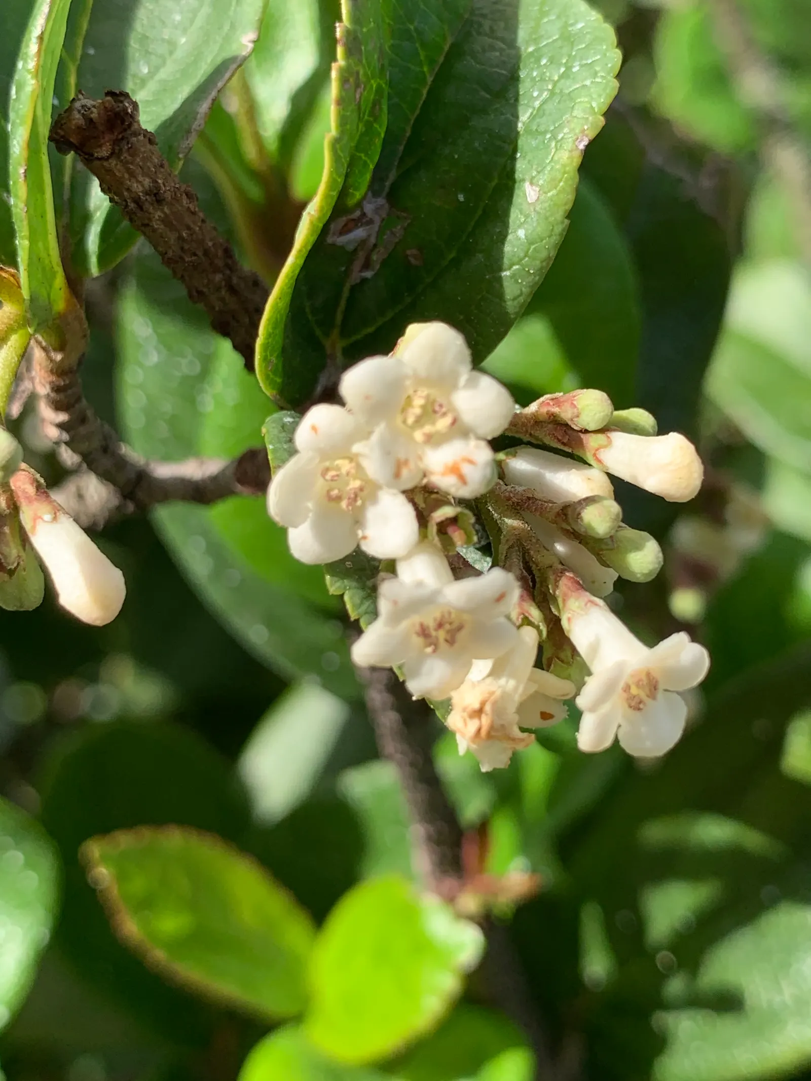 Sandankwa Viburnum (Viburnum Suspensum) — Widely recognized for its dense