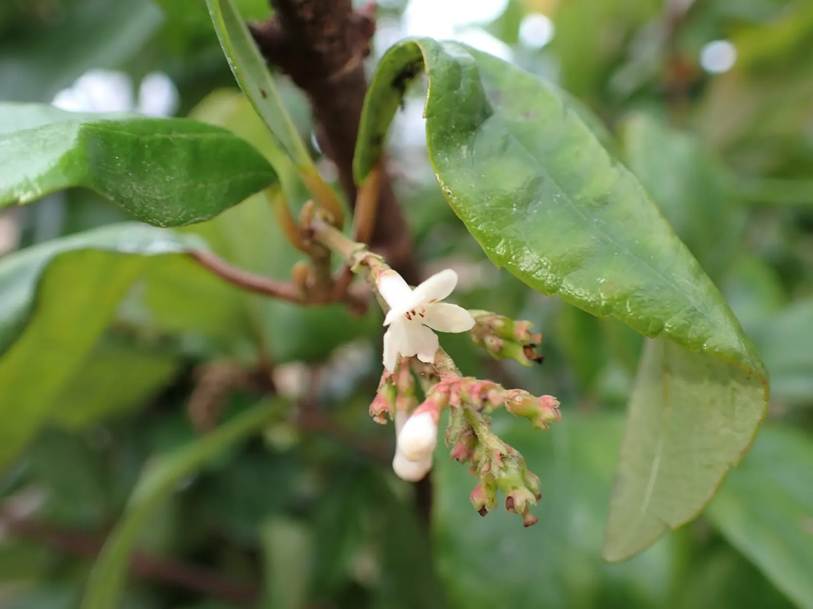 Sandankwa Viburnum (Viburnum Suspensum) — is an evergreen shrub highly valued for its resilient nature and aesthetic appeal