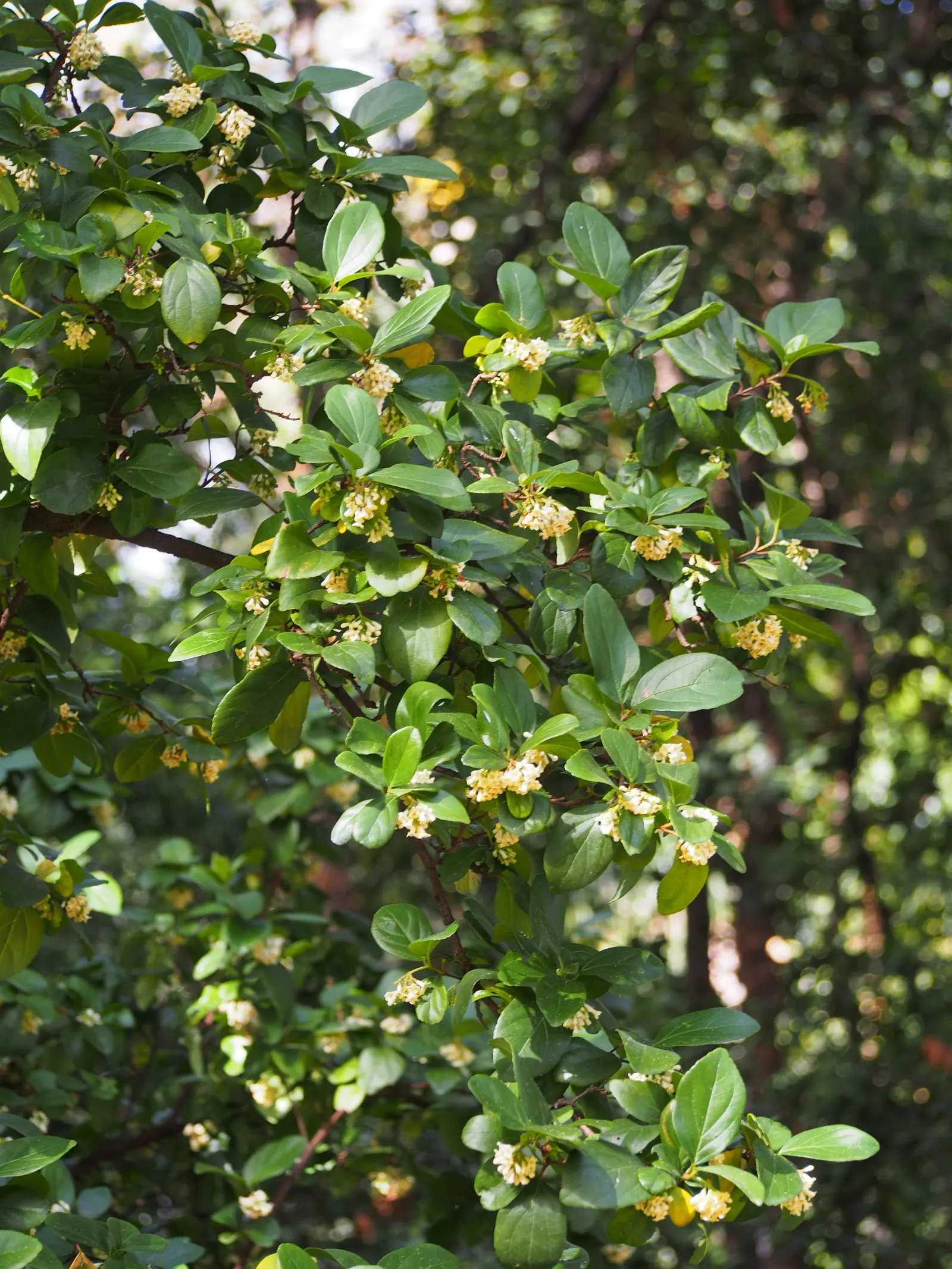 Sandankwa Viburnum (Viburnum Suspensum) — Adaptable to various soils, it prefers partial to full sun
