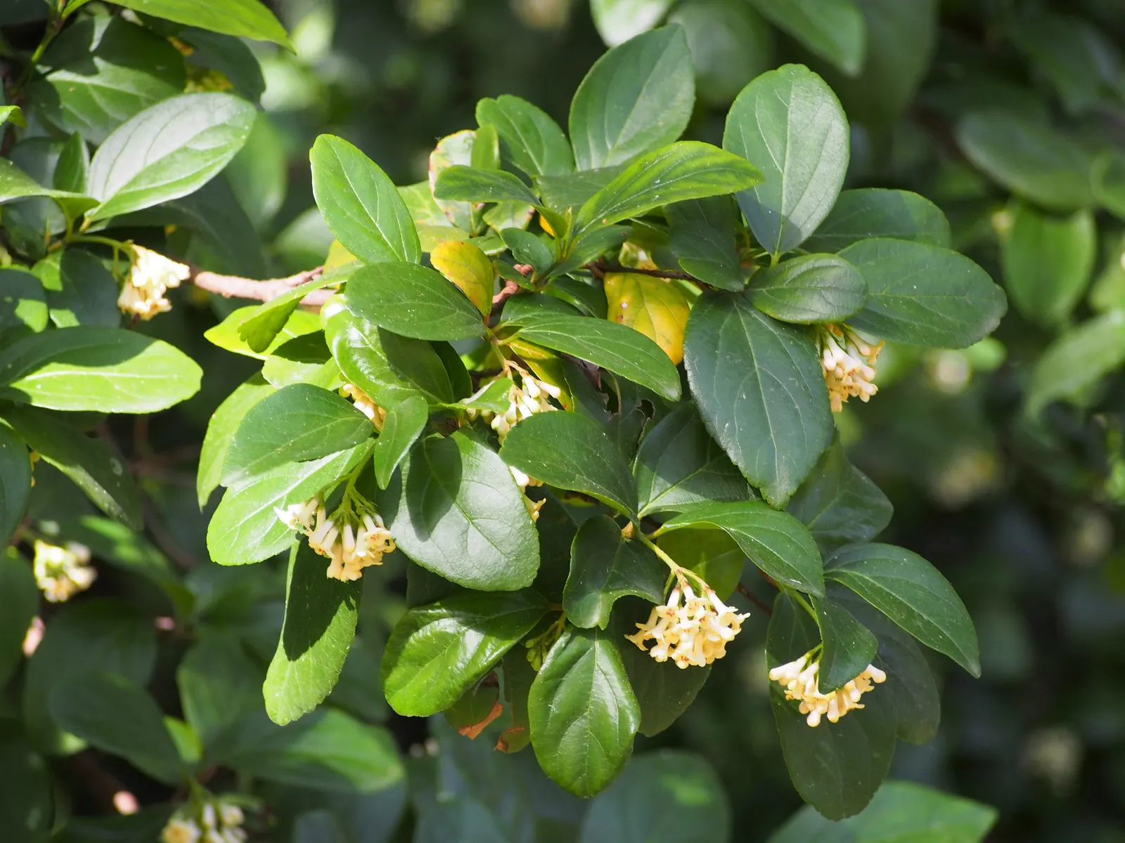Sandankwa Viburnum (Viburnum Suspensum) — desirable for its dense foliage and ability to create a lush