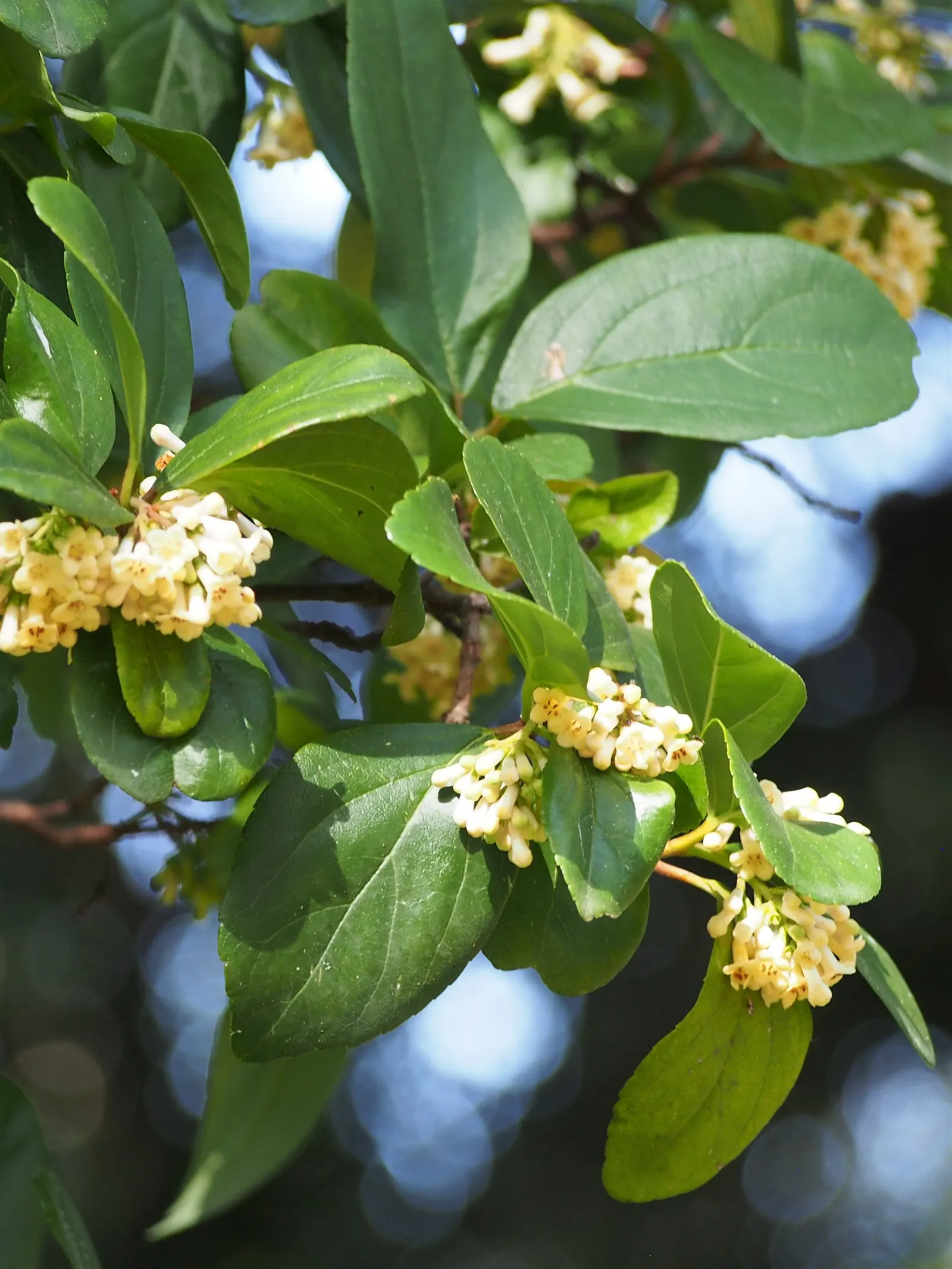 Sandankwa Viburnum (Viburnum Suspensum) — Ideal for foundations and borders, offering year-round privacy and interest