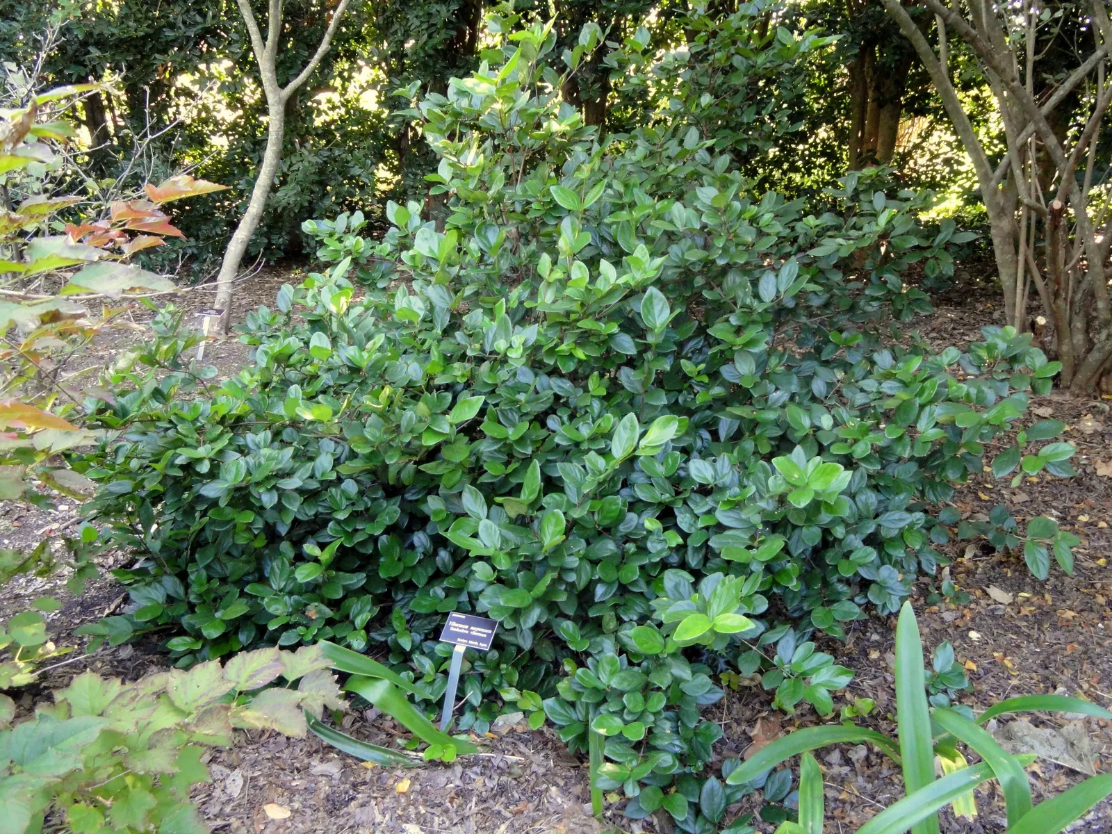 Sandankwa Viburnum (Viburnum Suspensum) — The Sandankwa Viburnum (Viburnum suspensum) is an evergreen shrub