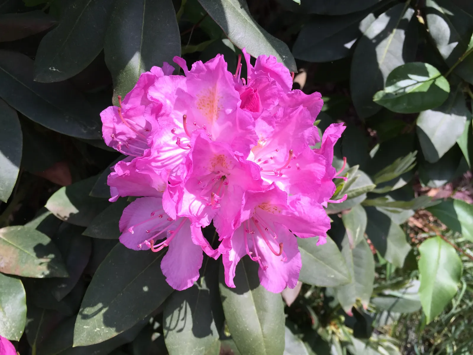 Roseum Elegans Rhododendron (Rhododendron 'Roseum Elegans') — dark green leaves that can reach up to 4 to 6 inches in length; is an evergreen shrub that adds a