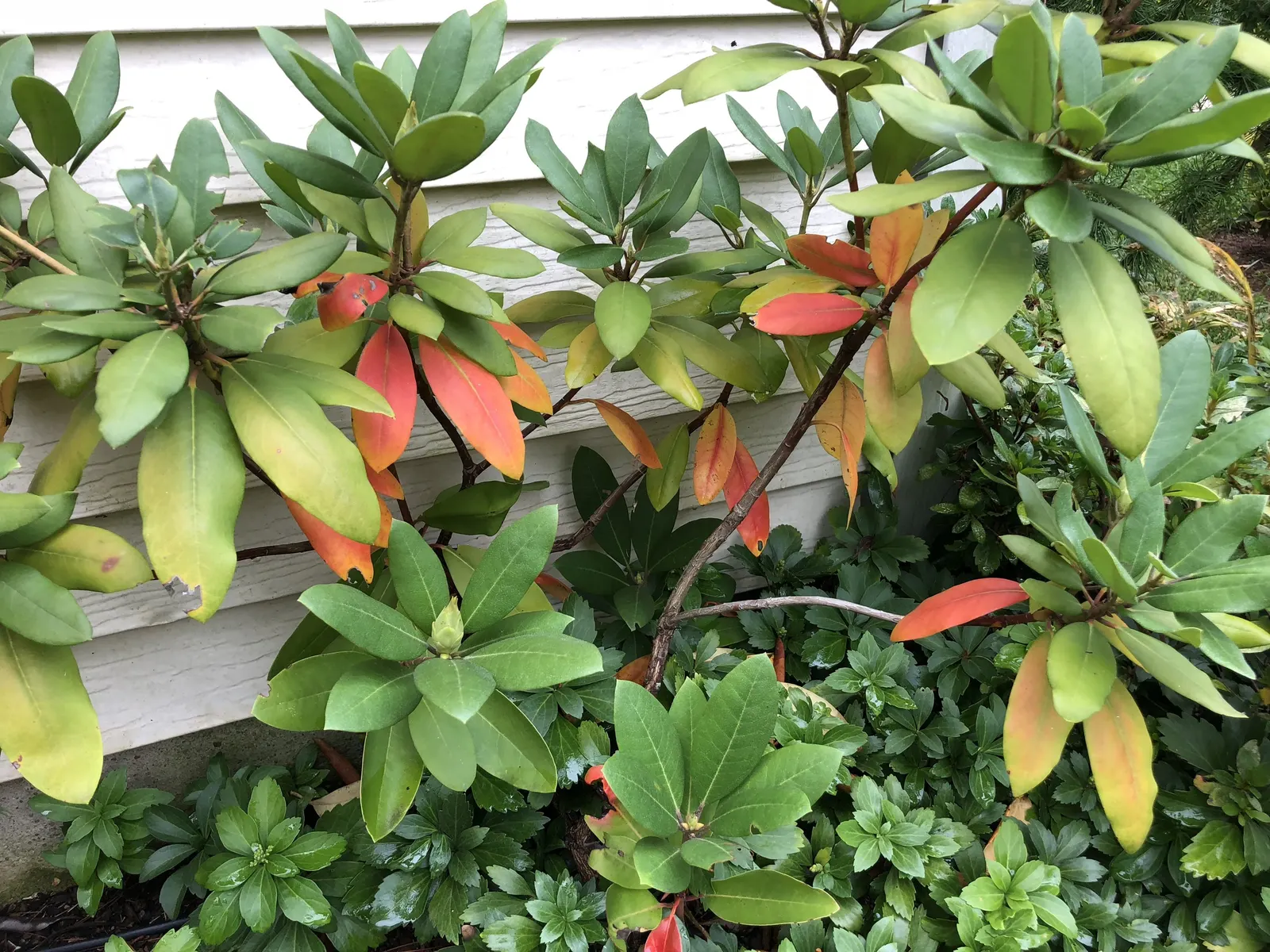 Roseum Elegans Rhododendron (Rhododendron 'Roseum Elegans') — the Roseum Elegans becomes the star of the show with its spectacular display of, image 38