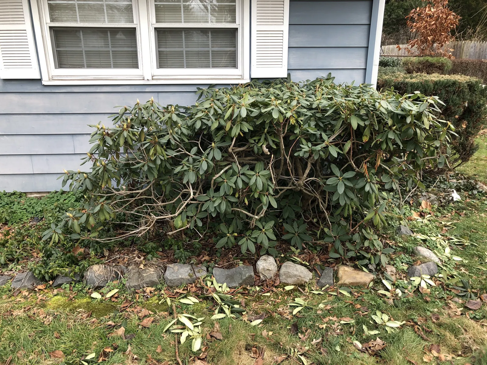 Roseum Elegans Rhododendron (Rhododendron 'Roseum Elegans') — The Roseum Elegans Rhododendron, a hardy shrub, flaunts large clusters of lavender-pink blooms in
