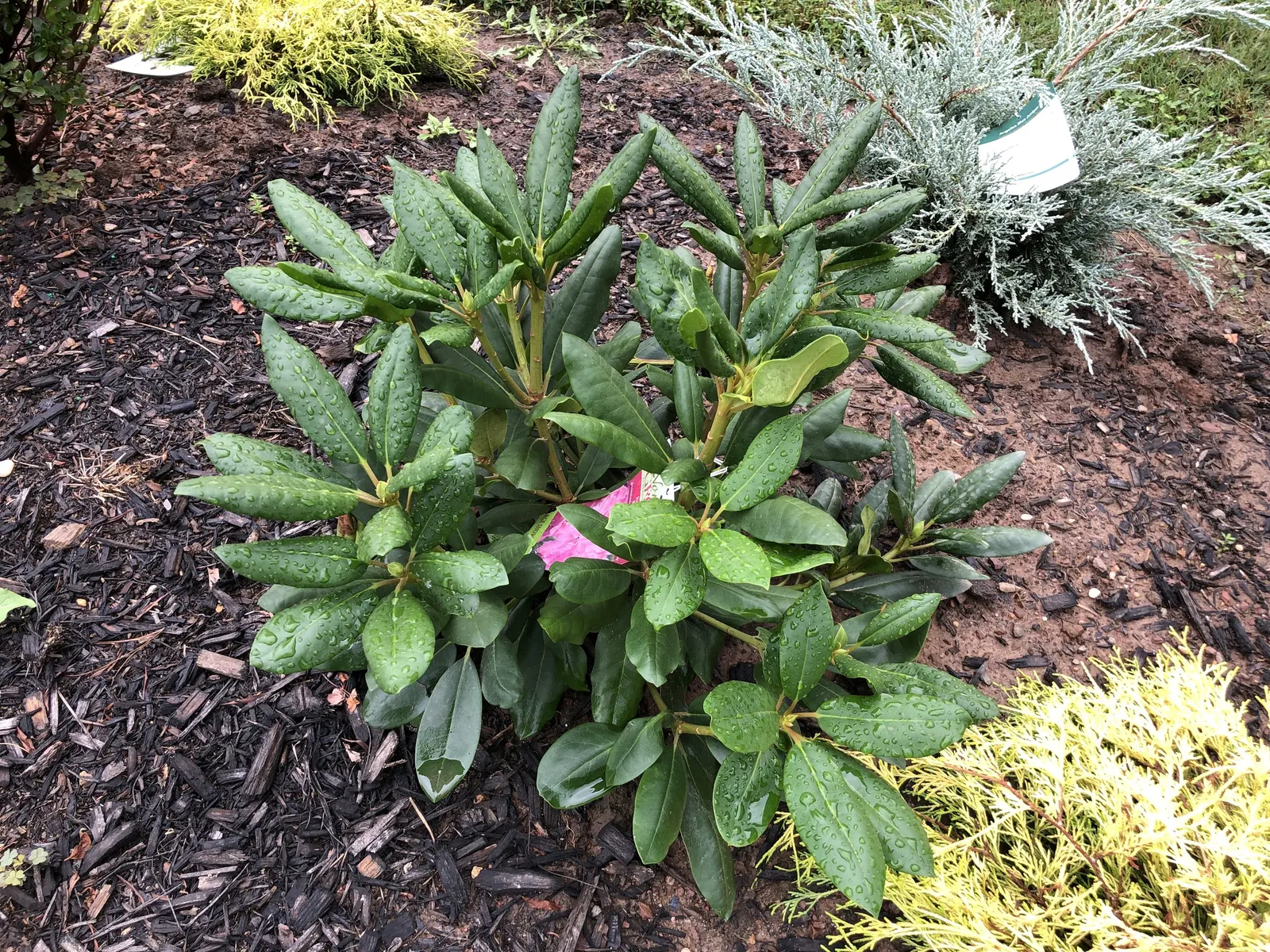 Roseum Elegans Rhododendron (Rhododendron 'Roseum Elegans') — Adequate mulching will help in retaining soil moisture and protecting its shallow root system