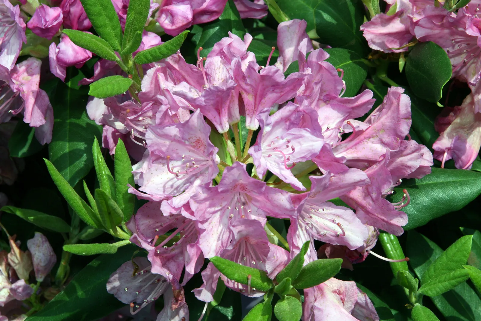 Roseum Elegans Rhododendron (Rhododendron 'Roseum Elegans') — Regular watering during dry spells