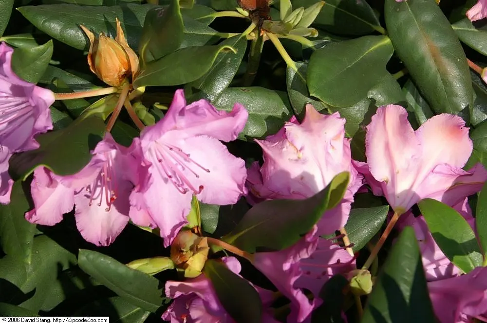 Roseum Elegans Rhododendron (Rhododendron 'Roseum Elegans') — broadleaf evergreen / shrub with pink blooms