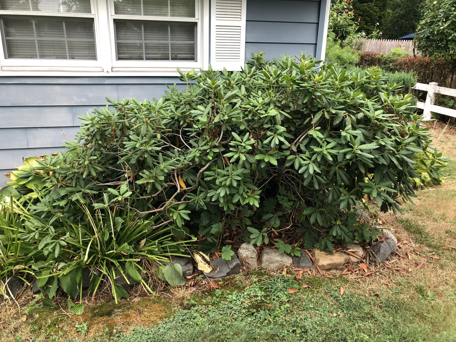 Roseum Elegans Rhododendron (Rhododendron 'Roseum Elegans') — These blooms emit a subtle fragrance and can be a haven for pollinators; regular watering during