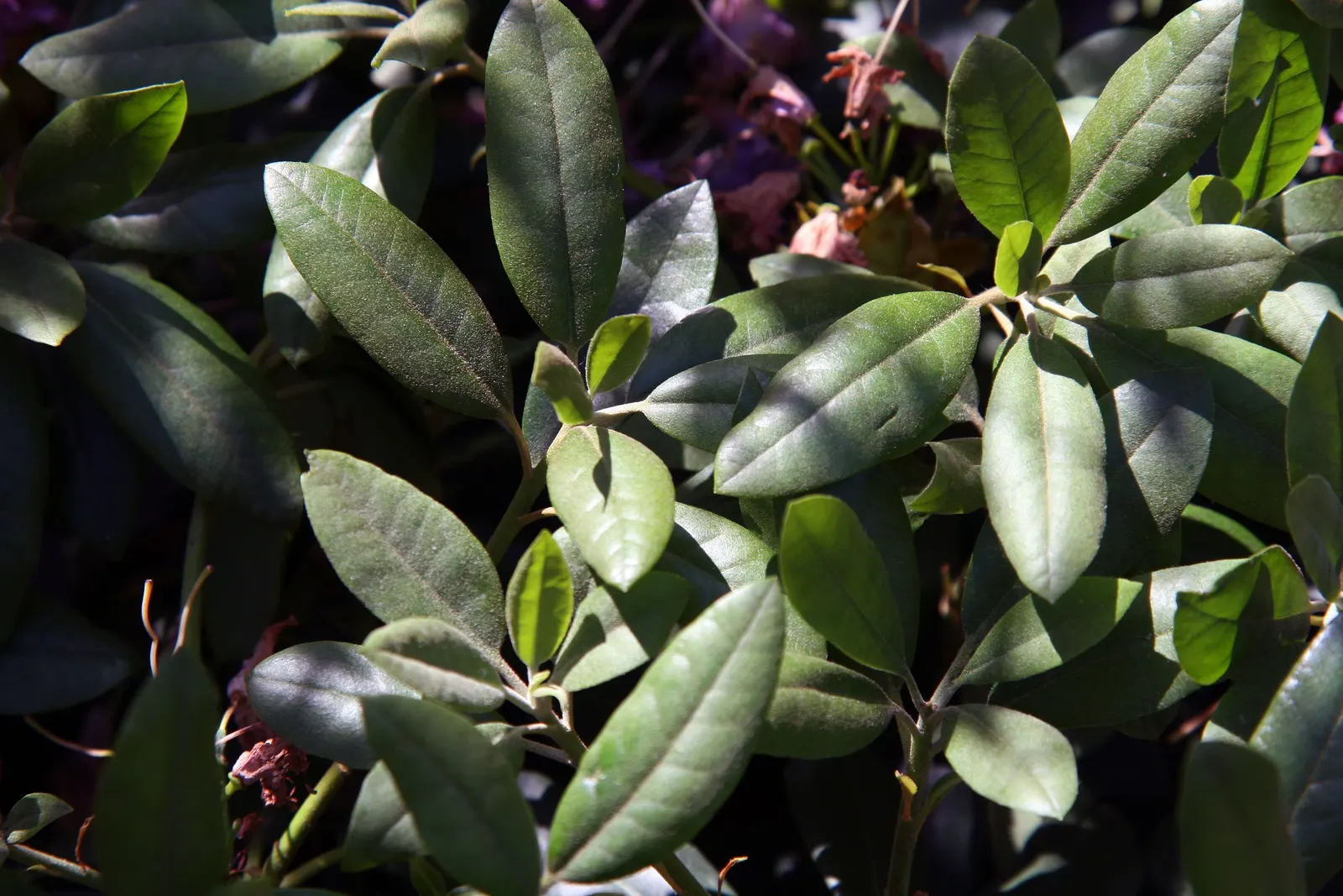 Roseum Elegans Rhododendron (Rhododendron 'Roseum Elegans') — Reaching up to 6 feet in height and spread, this evergreen offers year-round interest; the Roseum