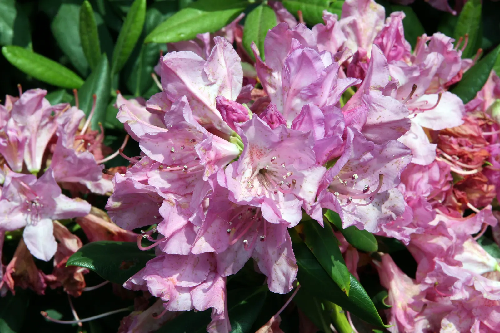 Roseum Elegans Rhododendron (Rhododendron 'Roseum Elegans') — These blooms emit a subtle fragrance and can be a haven for pollinators