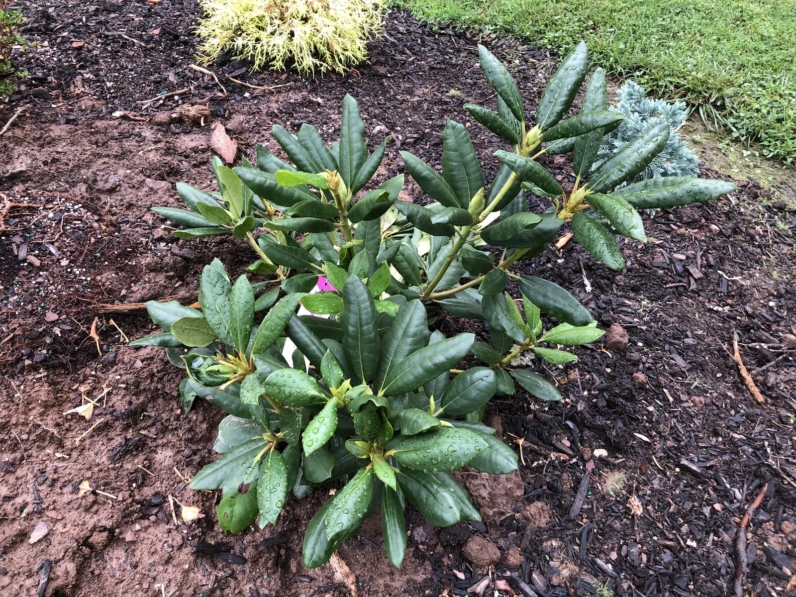 Roseum Elegans Rhododendron (Rhododendron 'Roseum Elegans') — dark green leaves that can reach up to 4 to 6 inches in length