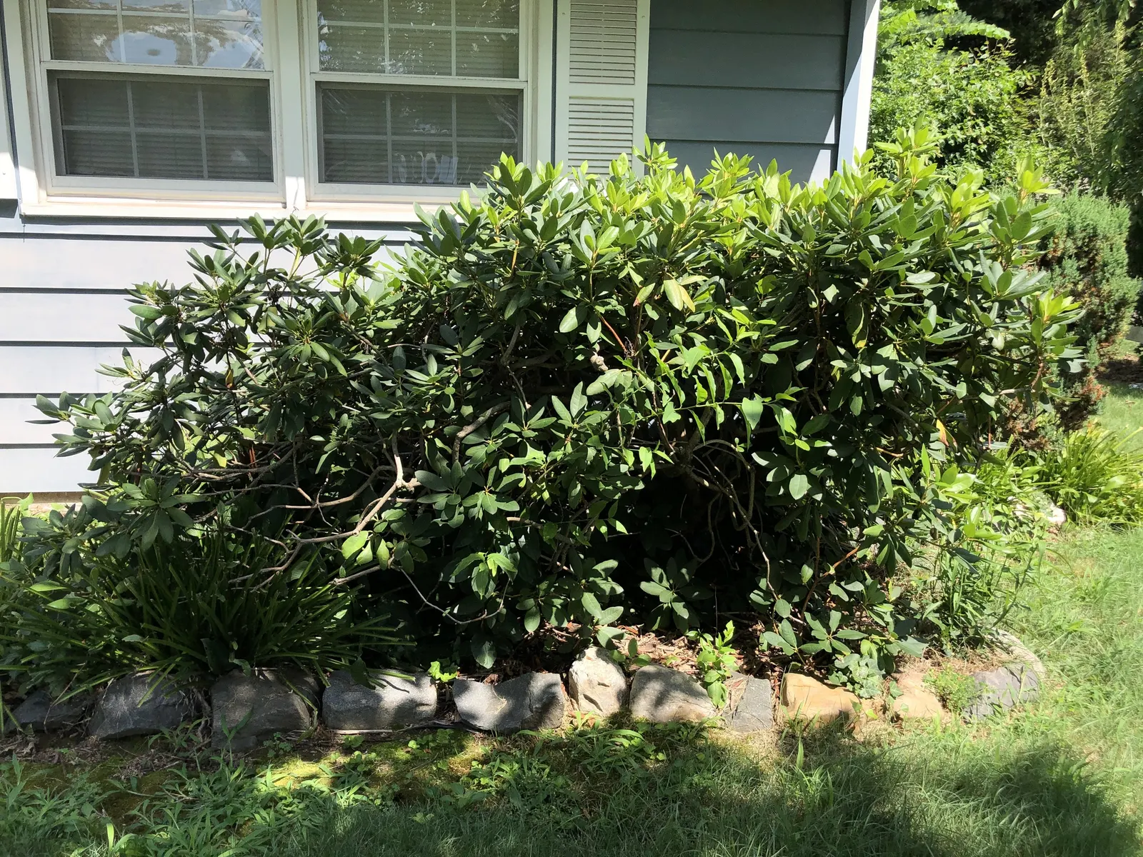 Roseum Elegans Rhododendron (Rhododendron 'Roseum Elegans') — The flowers are a soft lavender-pink hue