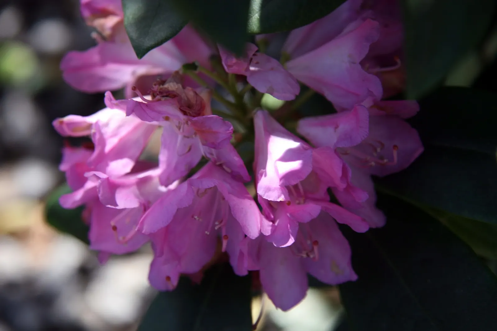Roseum Elegans Rhododendron (Rhododendron 'Roseum Elegans') — making it an ideal specimen for a focal point or planted in mass along borders