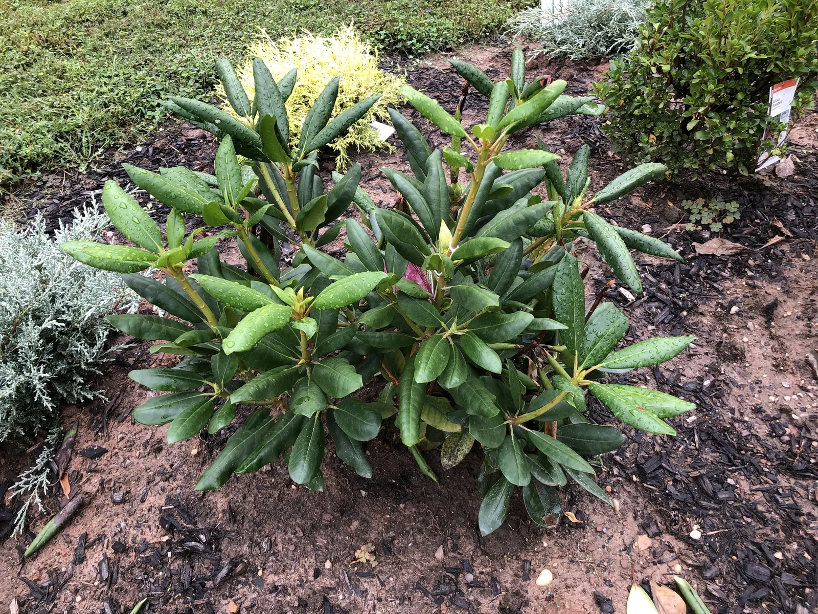 Roseum Elegans Rhododendron (Rhododendron 'Roseum Elegans') — each ranging roughly from 5 to 6 inches across, image 41