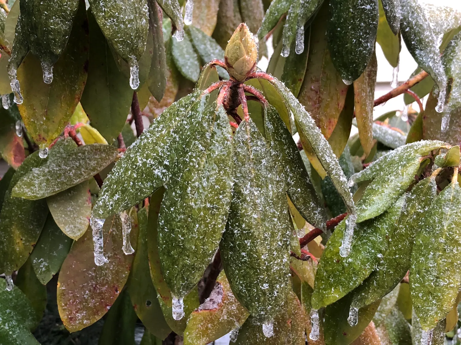 Roseum Elegans Rhododendron (Rhododendron 'Roseum Elegans') — Pruning is generally minimal, focusing on deadheading spent flowers and maintaining shape as