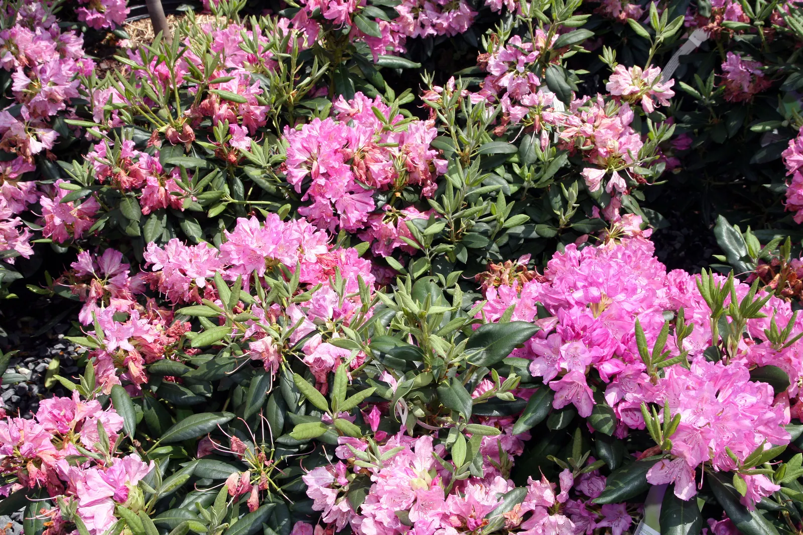 Roseum Elegans Rhododendron (Rhododendron 'Roseum Elegans') — the Roseum Elegans becomes the star of the show with its spectacular display of blossoms