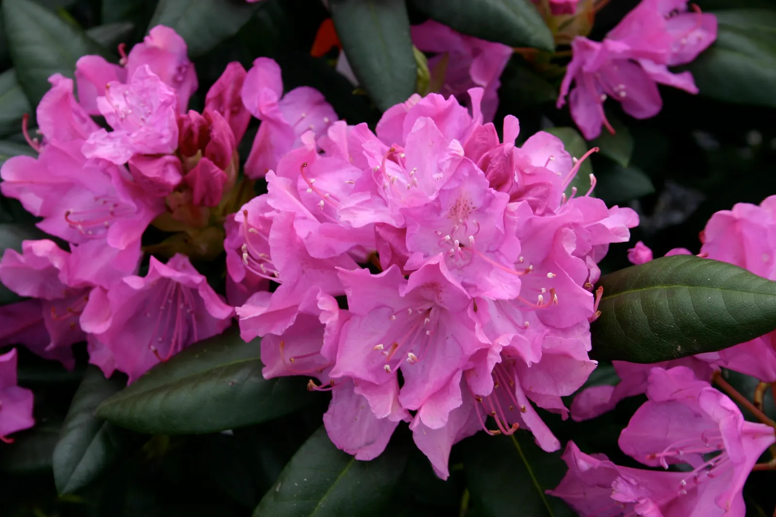 Roseum Elegans Rhododendron (Rhododendron 'Roseum Elegans') — is an evergreen shrub that adds a touch of classic elegance to any garden; the flowers are a soft