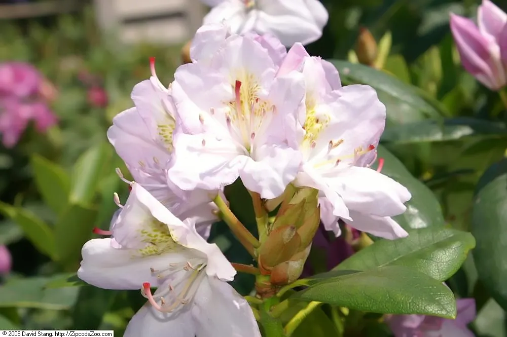 Roseum Elegans Rhododendron (Rhododendron 'Roseum Elegans') — part of the large Rhododendron genus; it is vital to consider site placement and soil condition