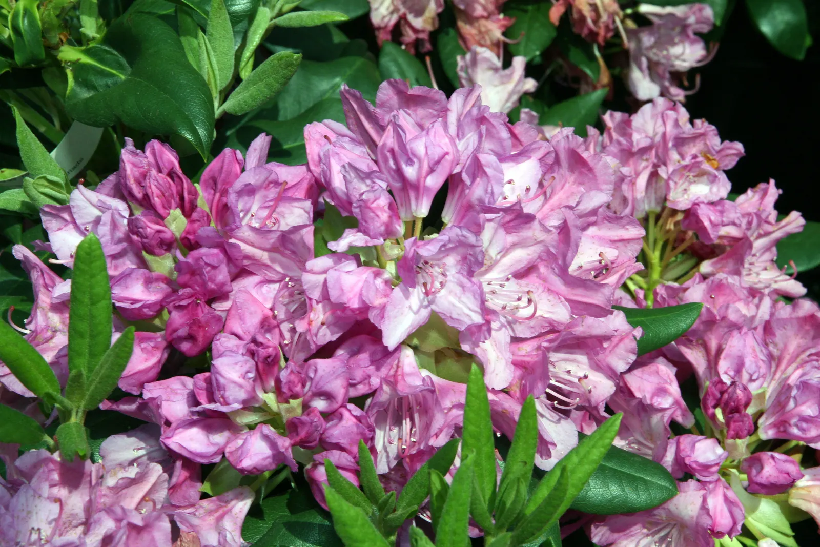 Roseum Elegans Rhododendron (Rhododendron 'Roseum Elegans') — pink flowers in the garden