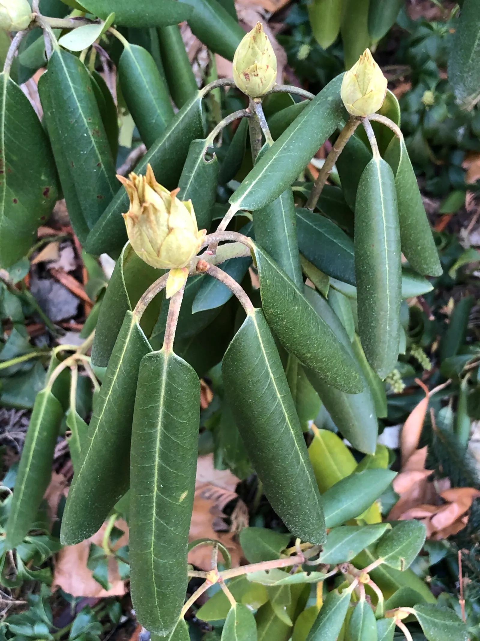 Roseum Elegans Rhododendron (Rhododendron 'Roseum Elegans') — part of the large Rhododendron genus