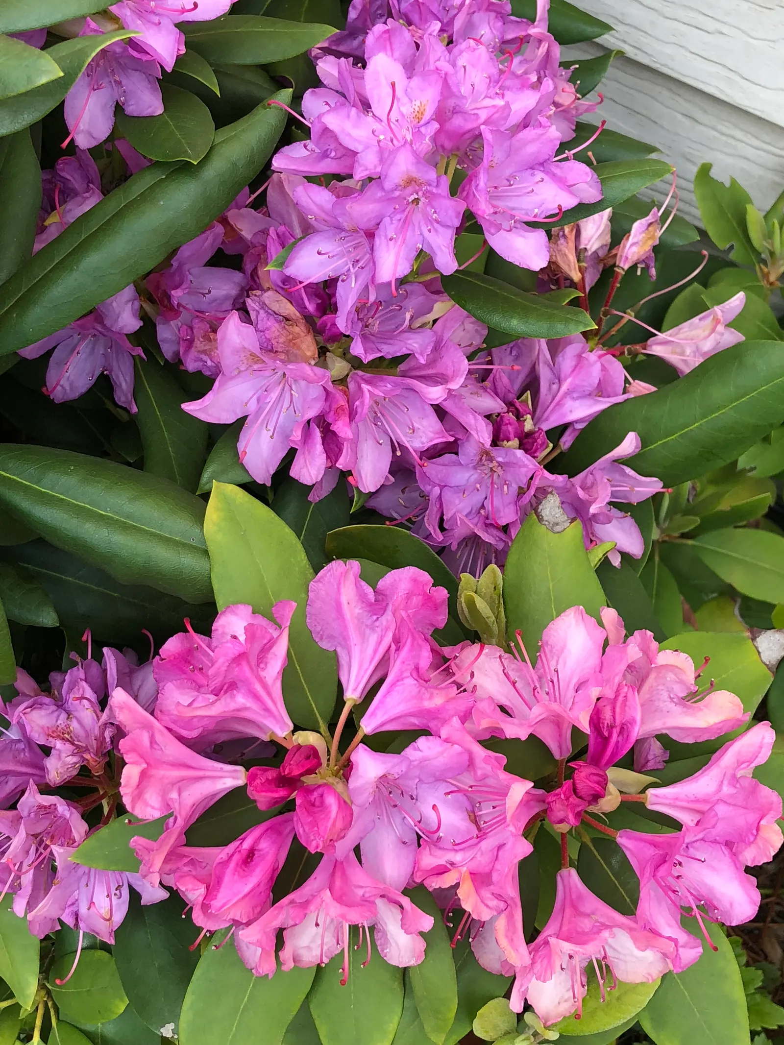 Roseum Elegans Rhododendron (Rhododendron 'Roseum Elegans') — Preferring partial shade and acidic
