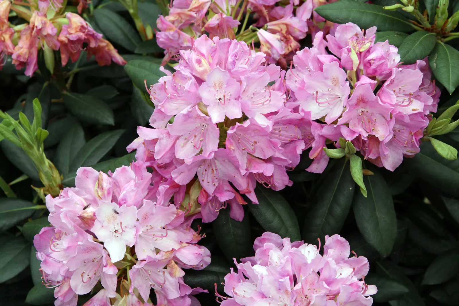 Roseum Elegans Rhododendron (Rhododendron 'Roseum Elegans') — globe-like clusters known as trusses