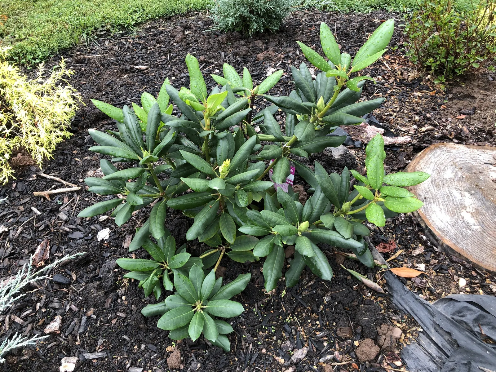 Roseum Elegans Rhododendron (Rhododendron 'Roseum Elegans') — it is vital to consider site placement and soil condition to ensure the health and longevity of