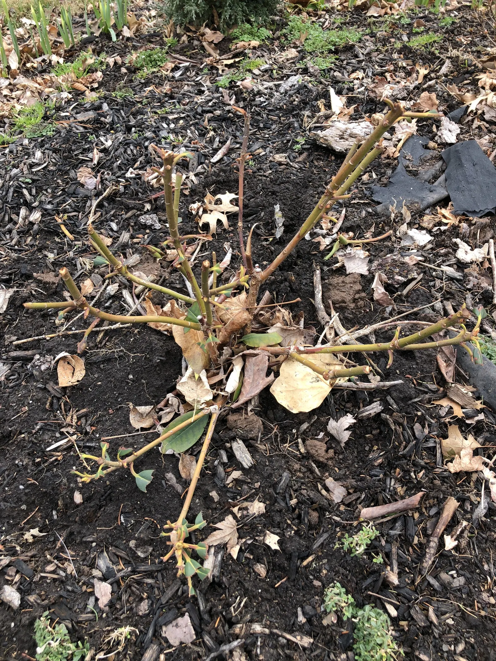 Roseum Elegans Rhododendron (Rhododendron 'Roseum Elegans') — showcases dense foliage composed of leathery; broadleaf evergreen / shrub with pink blooms