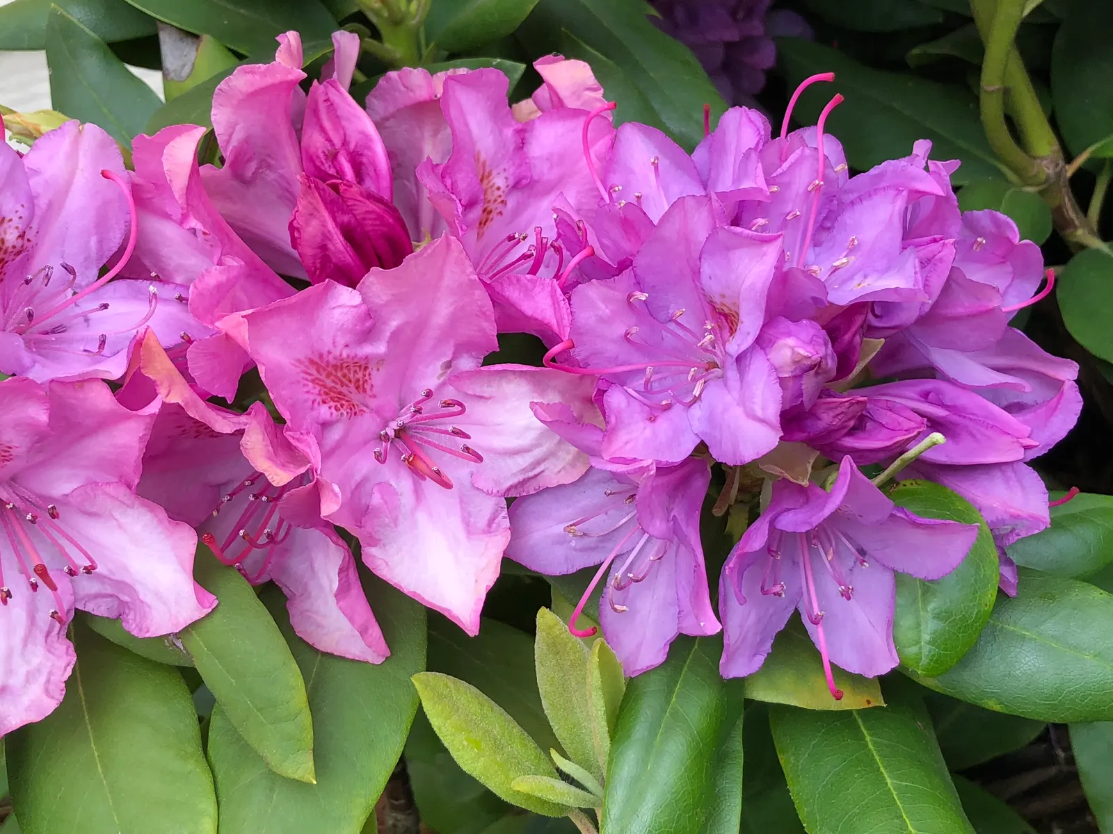 Roseum Elegans Rhododendron (Rhododendron 'Roseum Elegans') — especially in the initial growing years