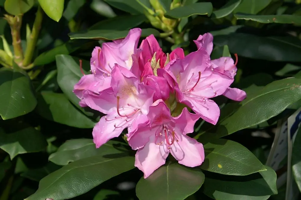 Roseum Elegans Rhododendron (Rhododendron 'Roseum Elegans') — Space plants 5-6 feet apart to accommodate mature size, perfect for mass plantings or, image 31