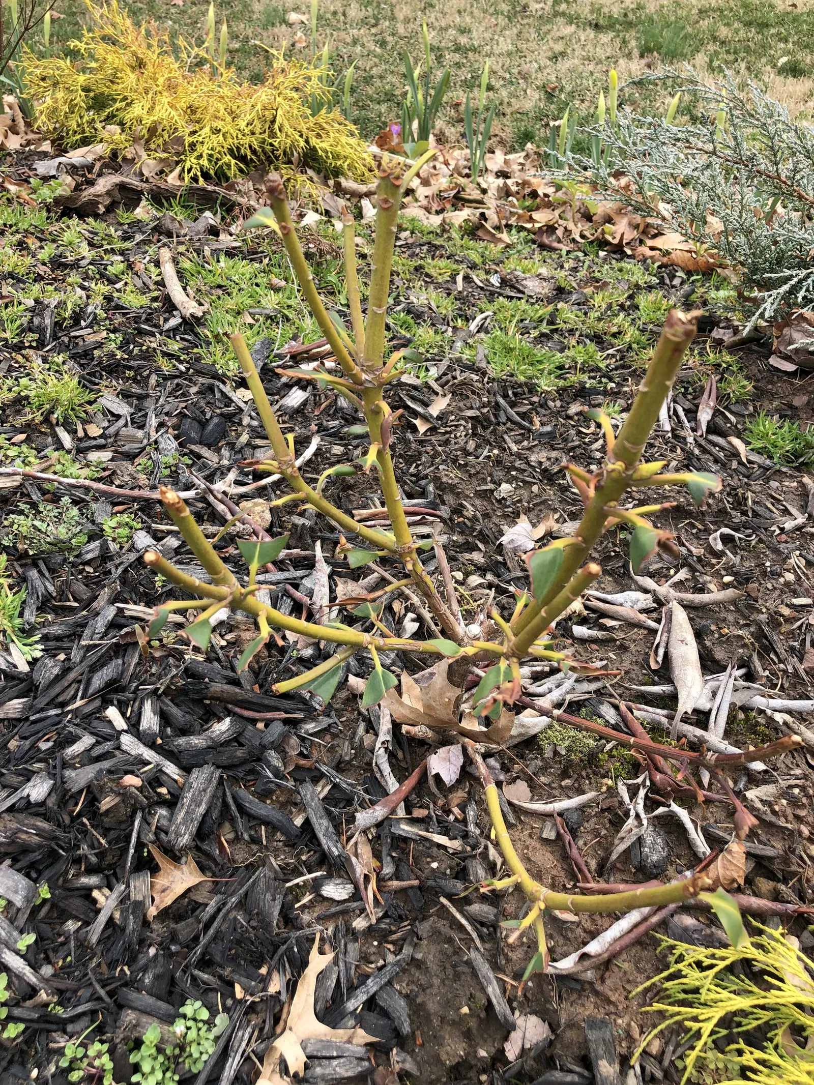 Roseum Elegans Rhododendron (Rhododendron 'Roseum Elegans') — making it an ideal specimen for a focal point or planted in mass along borders; showcases dense