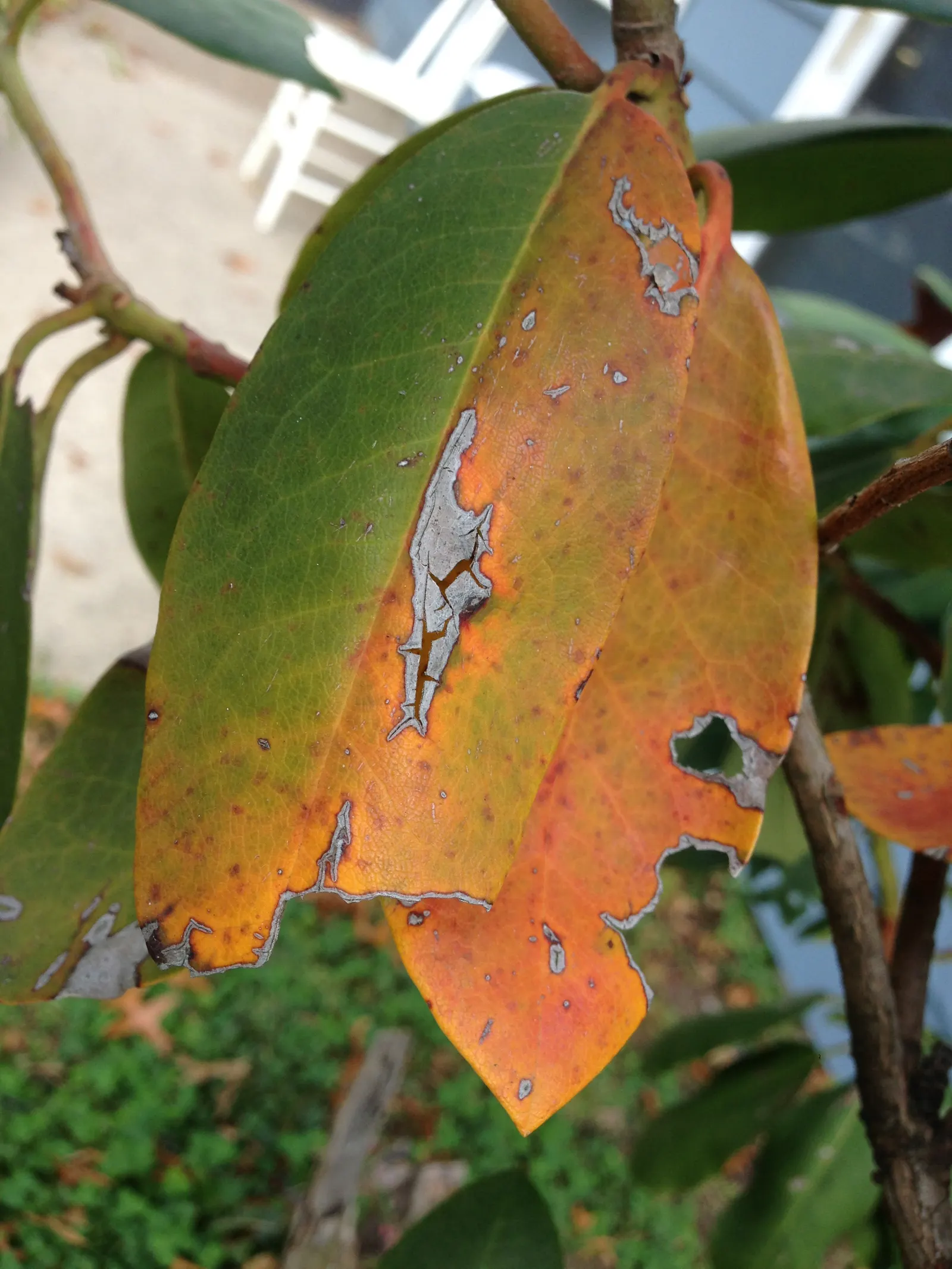 Roseum Elegans Rhododendron (Rhododendron 'Roseum Elegans') — each ranging roughly from 5 to 6 inches across