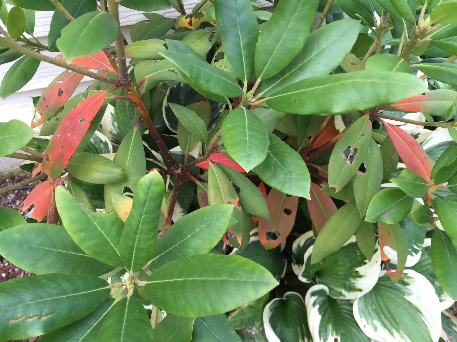 Roseum Elegans Rhododendron (Rhododendron 'Roseum Elegans') — The flowers are a soft lavender-pink hue; broadleaf evergreen / shrub for full or half or shade