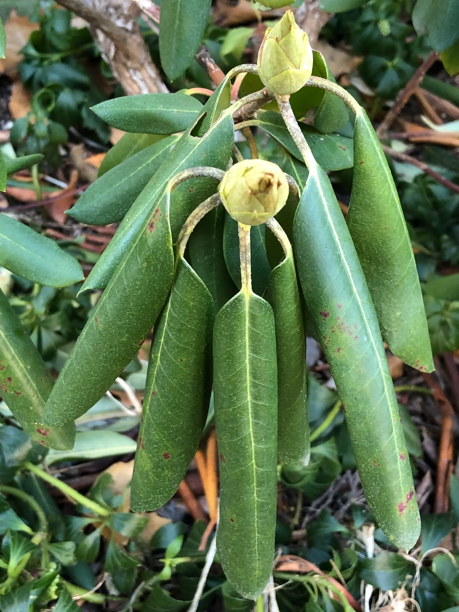 Roseum Elegans Rhododendron (Rhododendron 'Roseum Elegans') — It reaches a mature size of approximately 6 to 8 feet tall and 5 to 7 feet wide; the Roseum