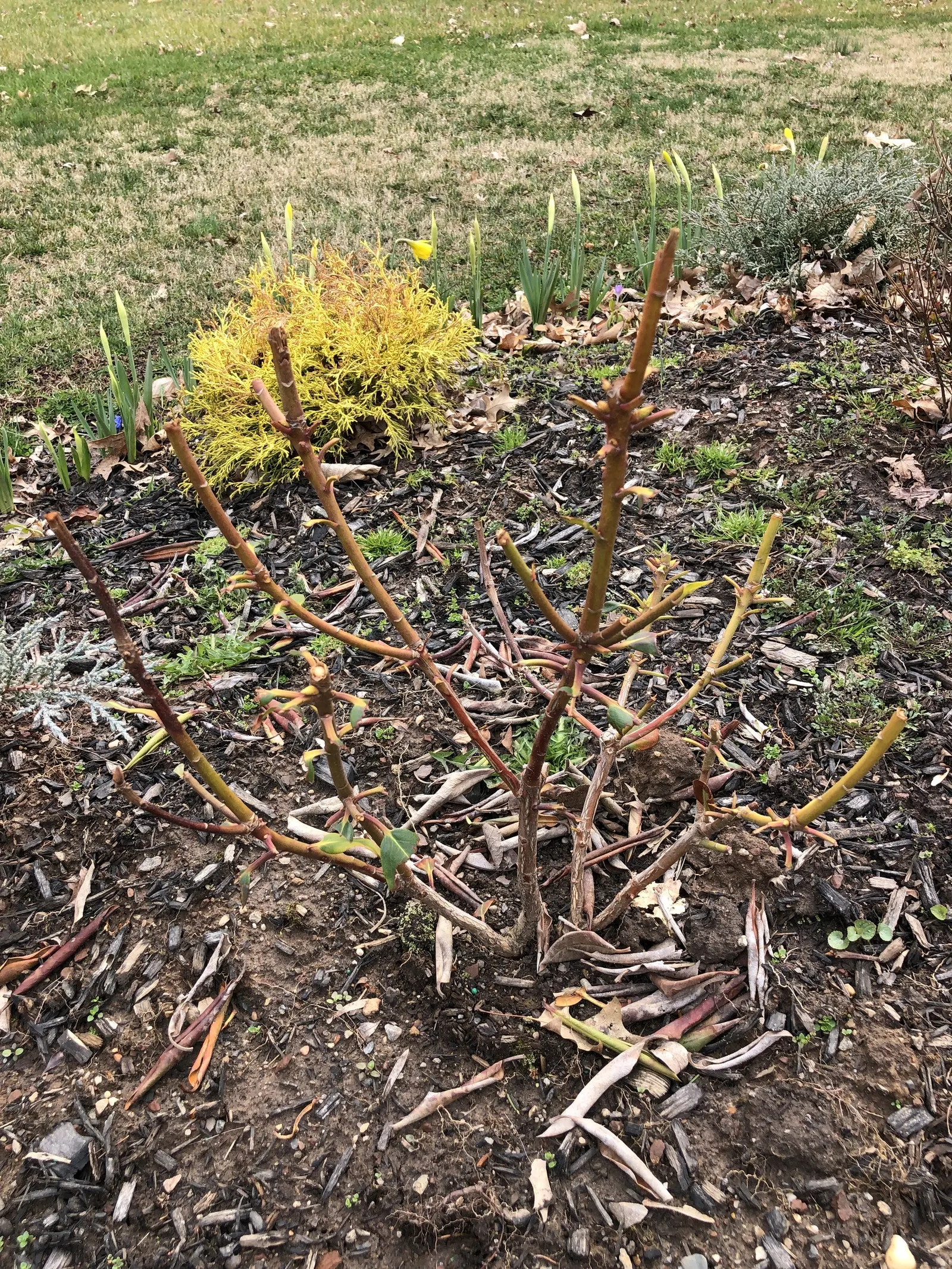 Roseum Elegans Rhododendron (Rhododendron 'Roseum Elegans') — a timeless selection beloved for its robust growth and grace in landscape design, image 32
