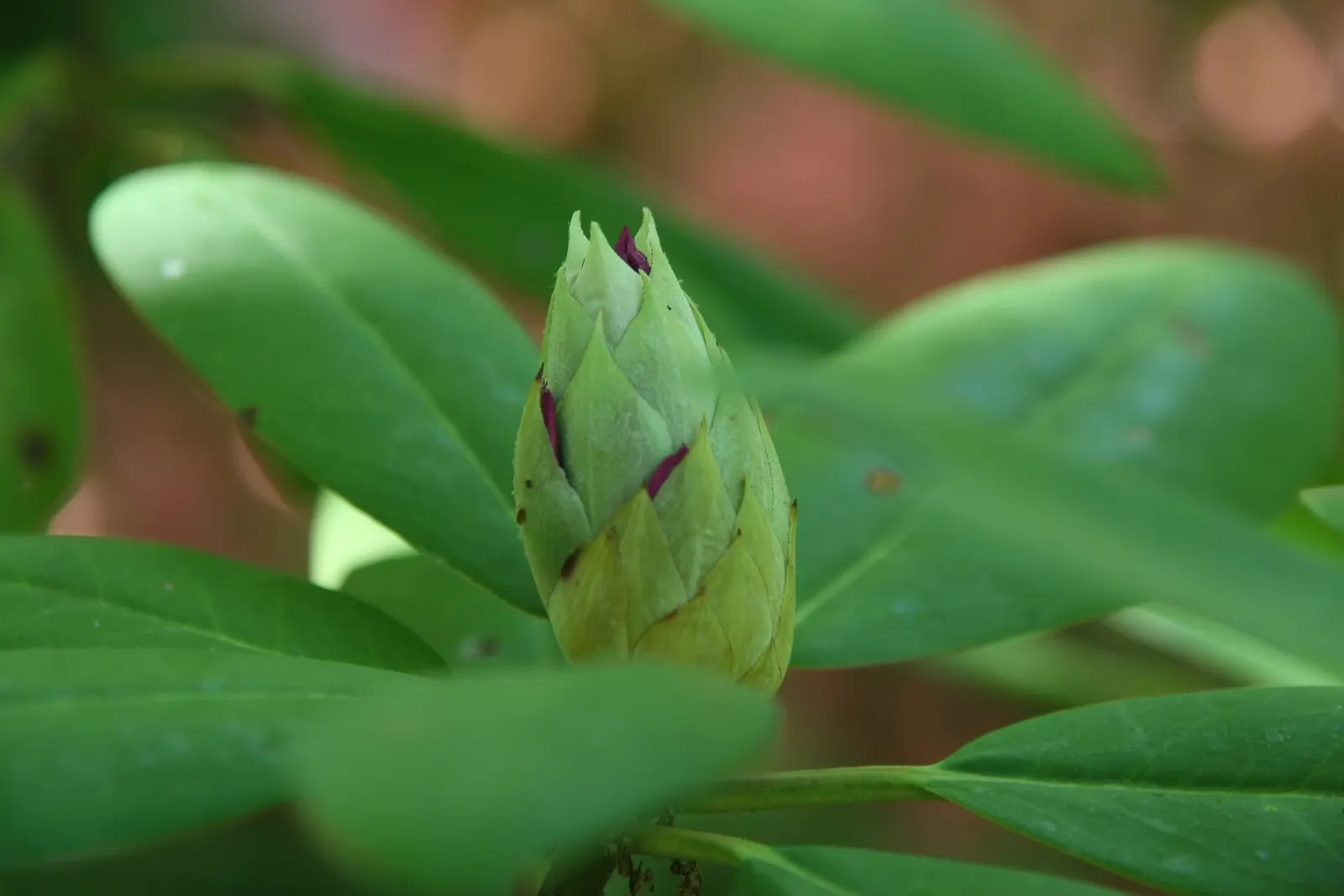 Roseum Elegans Rhododendron (Rhododendron 'Roseum Elegans') — broadleaf evergreen / shrub for full or half or shade