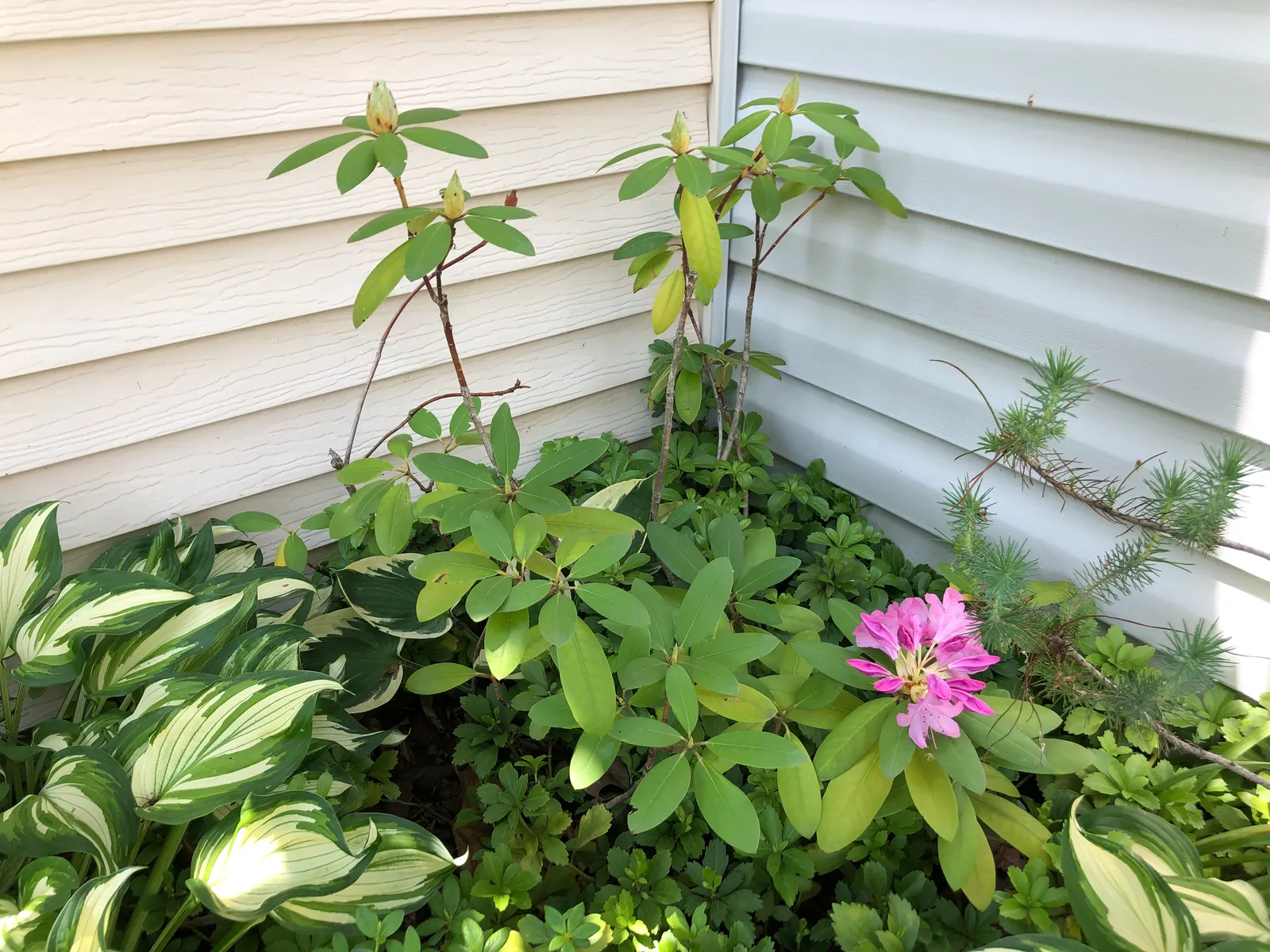 Roseum Elegans Rhododendron (Rhododendron 'Roseum Elegans') — Ideal for USDA zones 4-8, it thrives in part shade and well-drained, acidic soil; preferring
